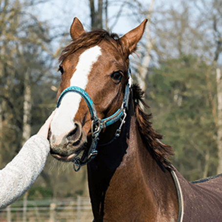 Elisabeth Bral : De l’ostéopathie équine pour chevaux, juments et ânes